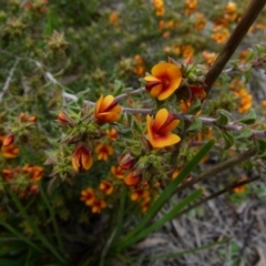 Pultenaea procumbens (Bush Pea) at Queanbeyan West, NSW - 11 Oct 2021 by Paul4K