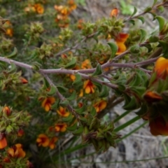 Pultenaea procumbens at Queanbeyan West, NSW - 12 Oct 2021