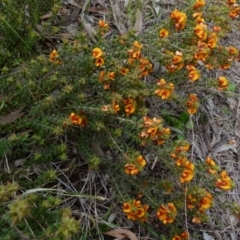 Pultenaea procumbens at Queanbeyan West, NSW - 12 Oct 2021