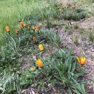 Gazania sp. at Ngunnawal, ACT - 12 Oct 2021