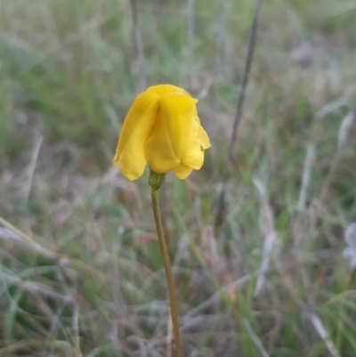 Goodenia pinnatifida (Scrambled Eggs) at Throsby, ACT - 12 Oct 2021 by mlech