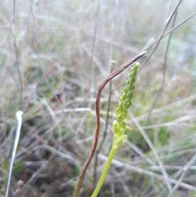 Microtis (genus) (onion orchids) at Throsby, ACT - 12 Oct 2021 by mlech
