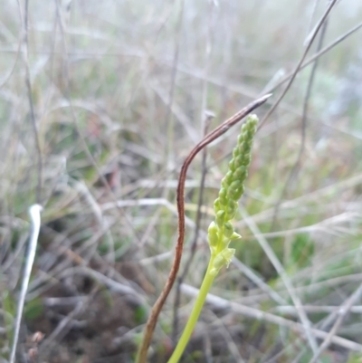 Microtis sp. (Onion Orchid) at Throsby, ACT - 12 Oct 2021 by mlech