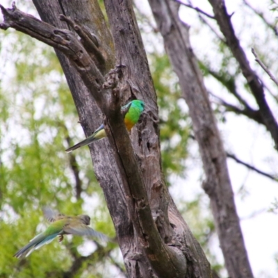 Psephotus haematonotus (Red-rumped Parrot) at Pialligo, ACT - 11 Oct 2021 by MB