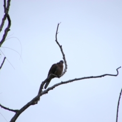 Spilopelia chinensis (Spotted Dove) at Pialligo, ACT - 12 Oct 2021 by MB