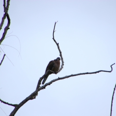 Spilopelia chinensis (Spotted Dove) at Pialligo, ACT - 11 Oct 2021 by MB