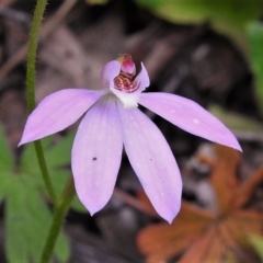 Caladenia carnea (Pink Fingers) at Coree, ACT - 11 Oct 2021 by JohnBundock