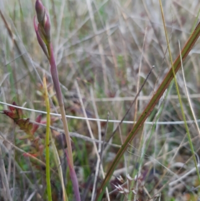 Thelymitra (genus) (sun orchids) at Throsby, ACT - 12 Oct 2021 by mlech