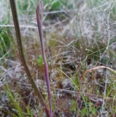 Thelymitra sp. at Throsby, ACT - suppressed