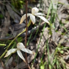 Caladenia ustulata (Brown Caps) at Stromlo, ACT - 9 Oct 2021 by mlech