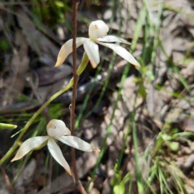 Caladenia ustulata (Brown Caps) at Stromlo, ACT - 9 Oct 2021 by mlech