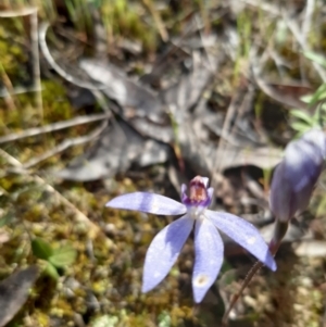 Cyanicula caerulea at Stromlo, ACT - suppressed