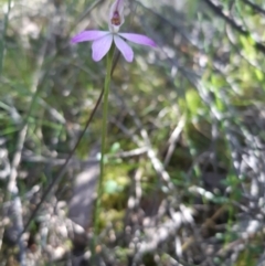 Caladenia carnea (Pink Fingers) at Molonglo Valley, ACT - 9 Oct 2021 by mlech