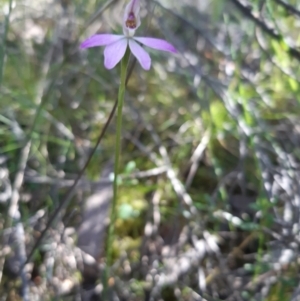 Caladenia carnea at Molonglo Valley, ACT - suppressed