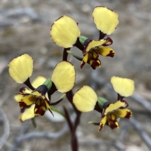 Diuris pardina at Farrer, ACT - suppressed