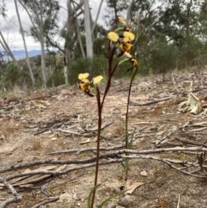 Diuris pardina at Farrer, ACT - 12 Oct 2021