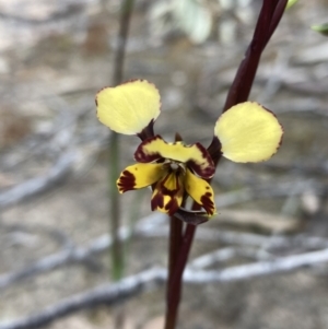 Diuris pardina at Farrer, ACT - suppressed