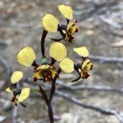 Diuris pardina at Farrer, ACT - suppressed