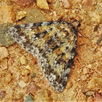 Dichromodes disputata (Scaled Heath Moth) at Coree, ACT - 11 Oct 2021 by JohnBundock