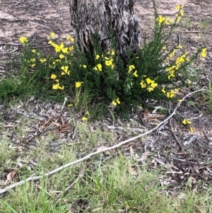 Cytisus scoparius subsp. scoparius at Ngunnawal, ACT - 12 Oct 2021