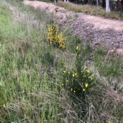 Cytisus scoparius subsp. scoparius at Ngunnawal, ACT - 12 Oct 2021