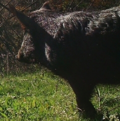 Sus scrofa (Pig (feral)) at Tennent, ACT - 15 Mar 2021 by ChrisHolder