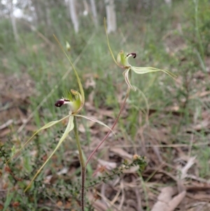 Caladenia atrovespa at Farrer, ACT - suppressed