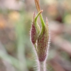 Caladenia atrovespa at Farrer, ACT - suppressed