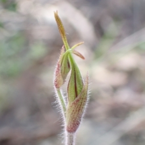 Caladenia atrovespa at Farrer, ACT - suppressed