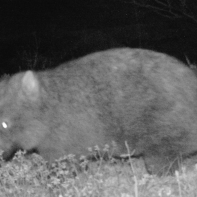 Vombatus ursinus (Bare-nosed Wombat) at Tennent, ACT - 17 Mar 2021 by ChrisHolder