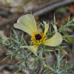 Argemone ochroleuca subsp. ochroleuca (Mexican Poppy, Prickly Poppy) at Woodstock Nature Reserve - 12 Oct 2021 by JohnBundock