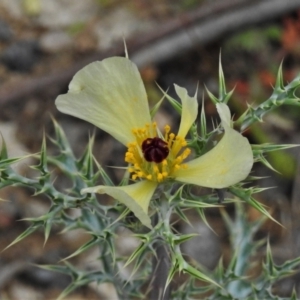 Argemone ochroleuca subsp. ochroleuca at Coree, ACT - 12 Oct 2021