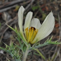 Argemone ochroleuca subsp. ochroleuca at Coree, ACT - 12 Oct 2021 11:23 AM