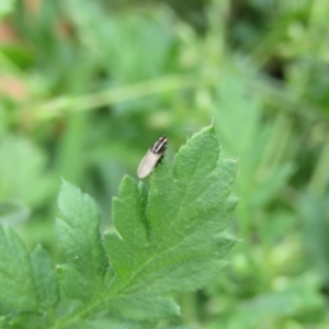 Poecilohetaerus sp. (genus) at suppressed - 11 Oct 2021