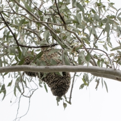 Apis mellifera (European honey bee) at Bruce Ridge to Gossan Hill - 11 Oct 2021 by AlisonMilton