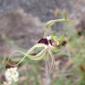 Caladenia atrovespa at Farrer, ACT - 12 Oct 2021