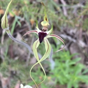 Caladenia atrovespa at Farrer, ACT - 12 Oct 2021