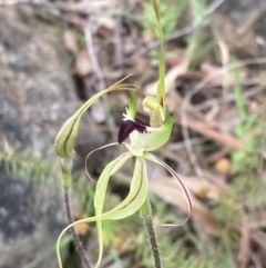 Caladenia atrovespa at Farrer, ACT - suppressed
