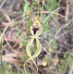 Caladenia atrovespa at Farrer, ACT - 12 Oct 2021