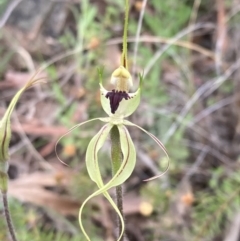 Caladenia atrovespa at Farrer, ACT - suppressed