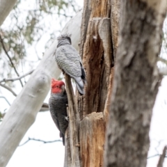 Callocephalon fimbriatum (Gang-gang Cockatoo) at Bruce, ACT - 12 Oct 2021 by AlisonMilton