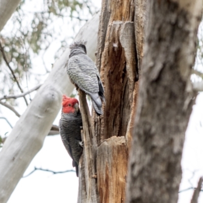 Callocephalon fimbriatum (Gang-gang Cockatoo) at Bruce, ACT - 12 Oct 2021 by AlisonMilton