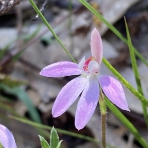 Caladenia carnea at Paddys River, ACT - suppressed