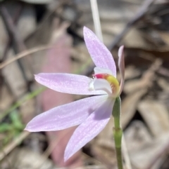 Caladenia carnea at Paddys River, ACT - suppressed