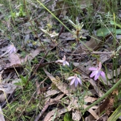 Caladenia carnea at Paddys River, ACT - suppressed