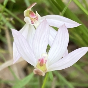 Caladenia carnea at Paddys River, ACT - suppressed