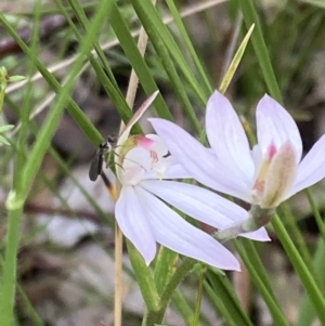 Caladenia carnea at Paddys River, ACT - suppressed