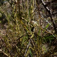 Cassytha pubescens (Devil's Twine) at Queanbeyan West, NSW - 25 Sep 2021 by Paul4K