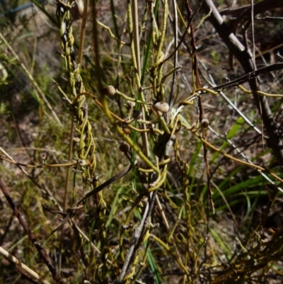 Cassytha pubescens (Devil's Twine) at Queanbeyan West, NSW - 24 Sep 2021 by Paul4K