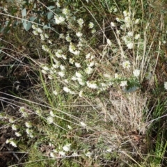 Pimelea linifolia (Slender Rice Flower) at Queanbeyan West, NSW - 24 Sep 2021 by Paul4K